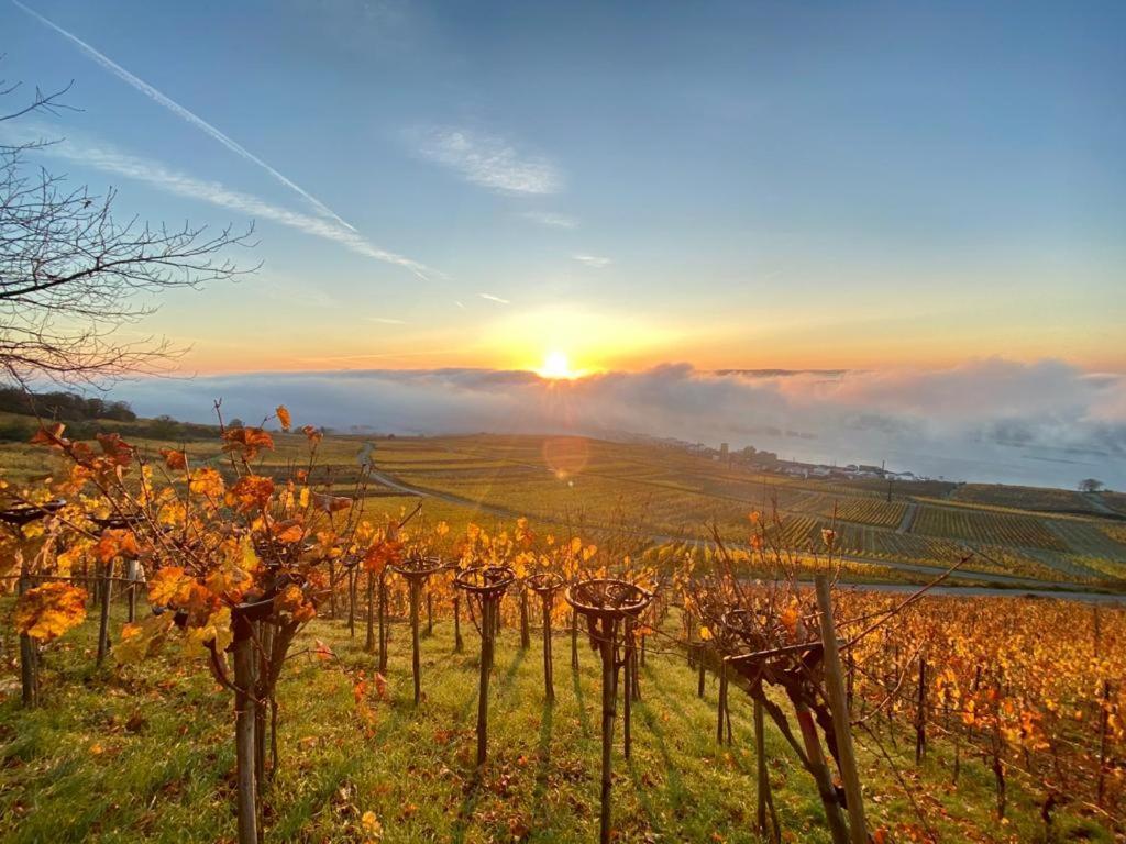 Rheingau Und Weltkulturerbe Mittelrheintal Erleben - Ferienappartement In Winkel فينكل اوستريش المظهر الخارجي الصورة