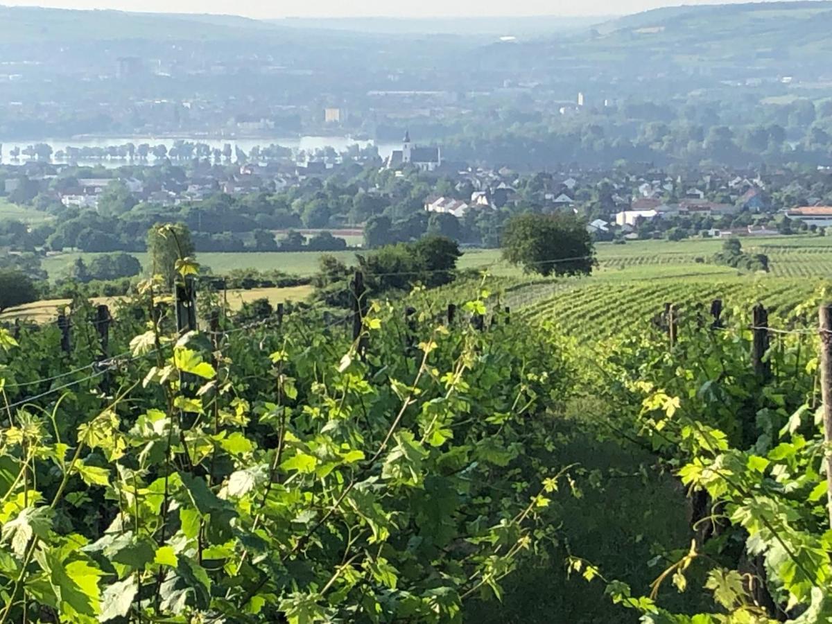 Rheingau Und Weltkulturerbe Mittelrheintal Erleben - Ferienappartement In Winkel فينكل اوستريش المظهر الخارجي الصورة